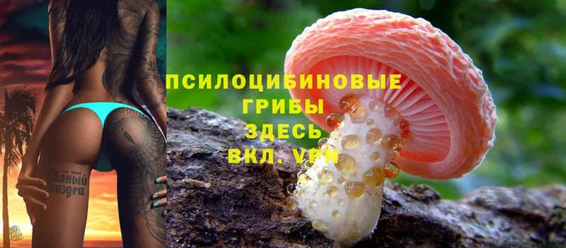 Псилоцибиновые грибы Psilocybine cubensis  купить наркоту  Лыткарино 